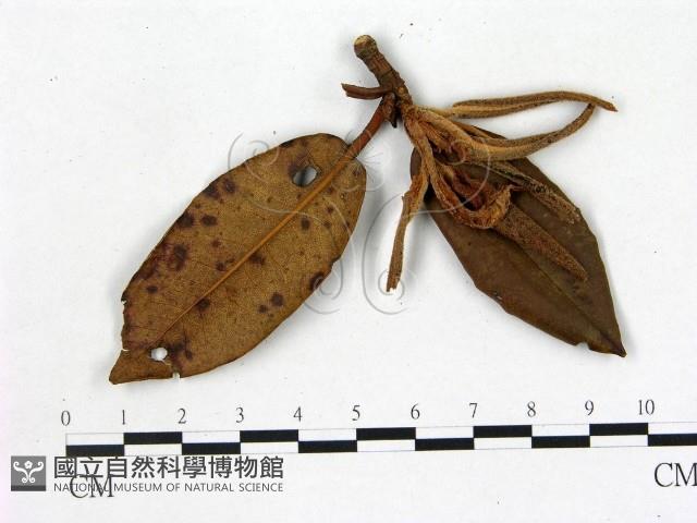 登錄號:F0020702藏品圖，第1張