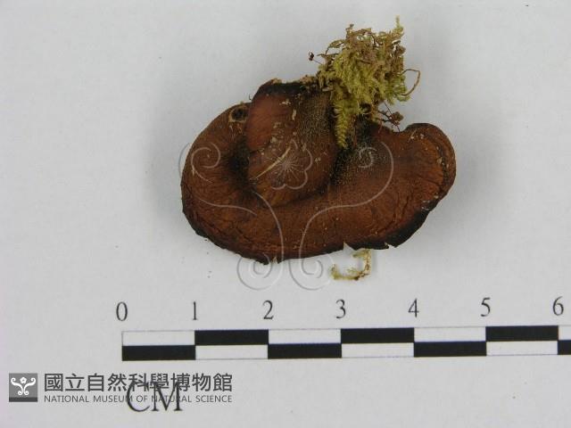 登錄號:F0010702藏品圖，第1張