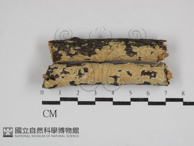 登錄號:F0030702藏品圖，第1張