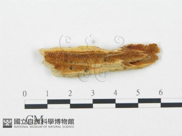 Accession Number:F0006702 Collection Image, Figure 1, Total 2 Figures