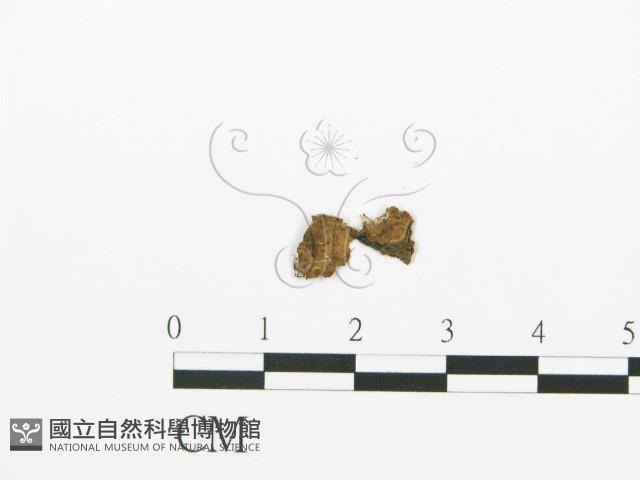 登錄號:F0016702藏品圖，第1張