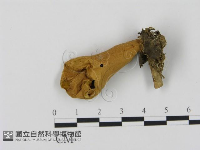登錄號:F0001702藏品圖，第1張