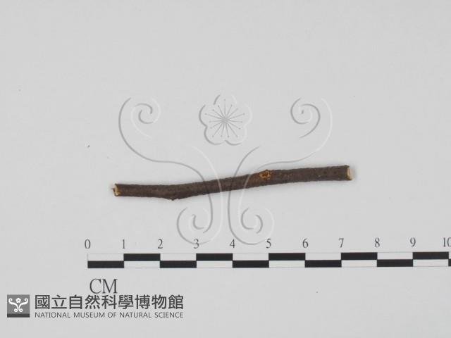 登錄號:F0011702藏品圖，第1張