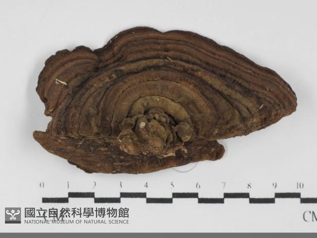 多年臥孔菌屬藏品圖，第1張