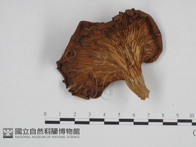糙皮側耳藏品圖，第1張