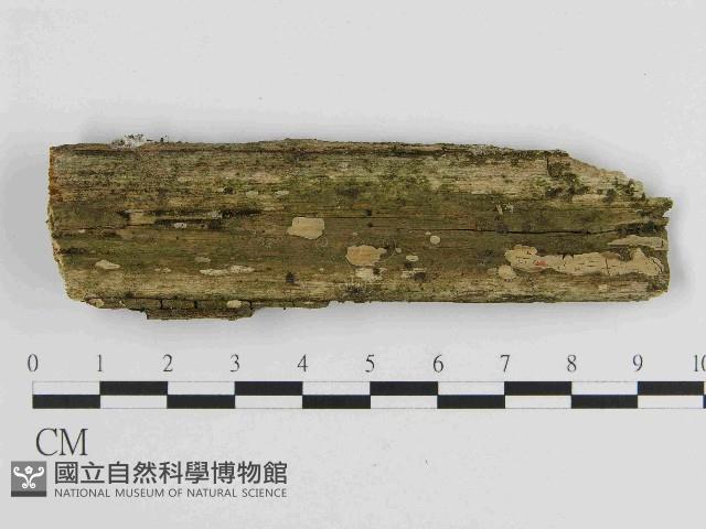 絲皮菌屬藏品圖，第1張