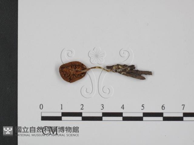 登錄號:F0002702藏品圖，第1張