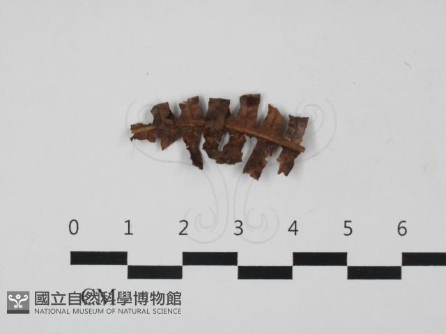 登錄號:F0032702藏品圖，第1張