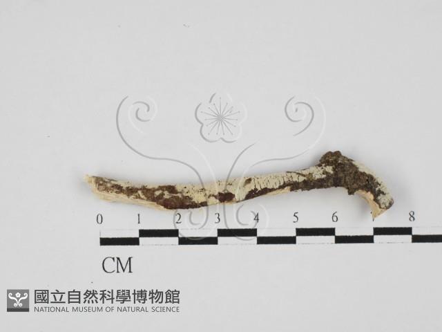 絲齒菌屬藏品圖，第1張
