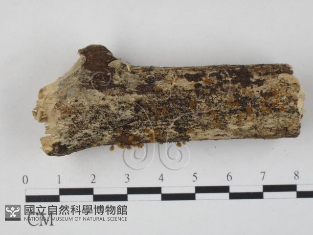 登錄號:F0007702藏品圖，第1張