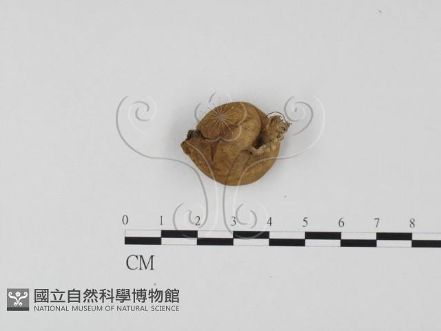 登錄號:F0025702藏品圖，第1張