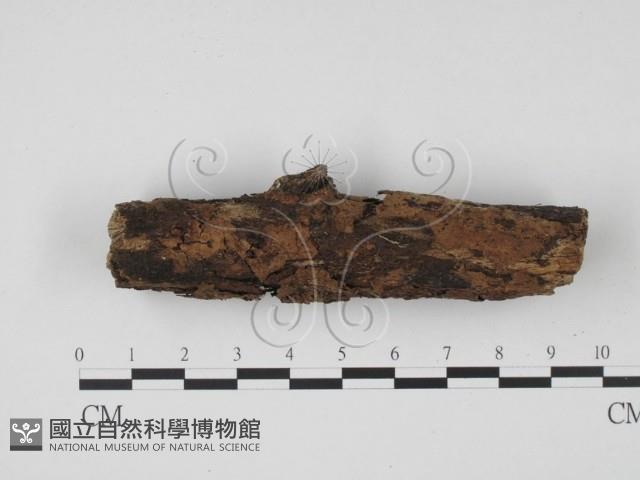 登錄號:F0005702藏品圖，第1張