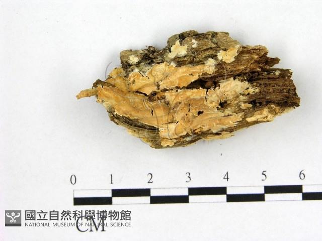 顯絲菌屬藏品圖，第1張