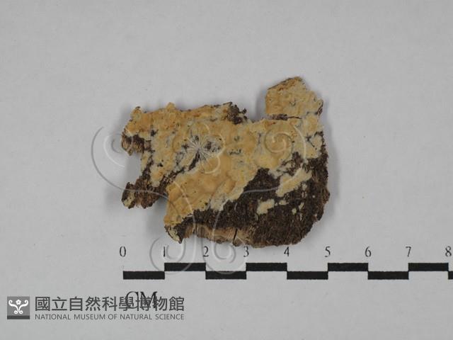 登錄號:F0029702藏品圖，第1張