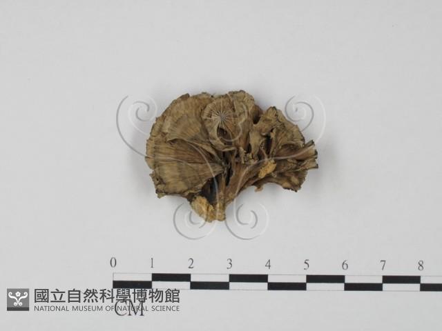 棕色革菌藏品圖，第1張