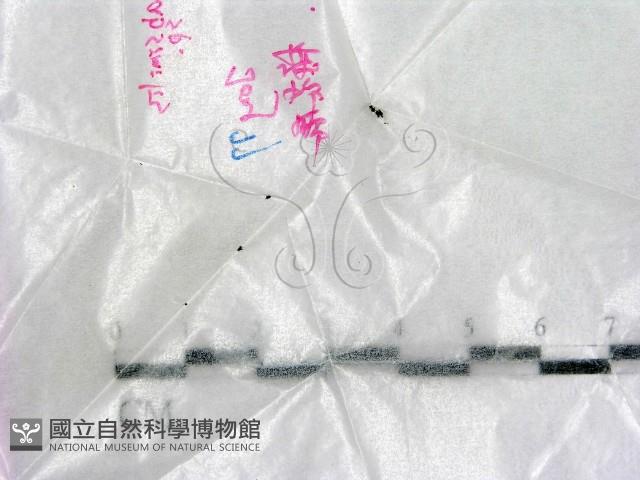 登錄號:F0019702藏品圖，第1張