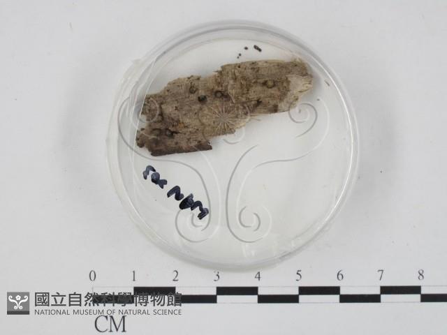 登錄號:F0003702藏品圖，第1張