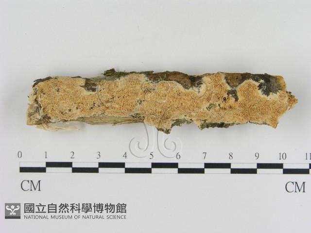 登錄號:F0013702藏品圖，第1張