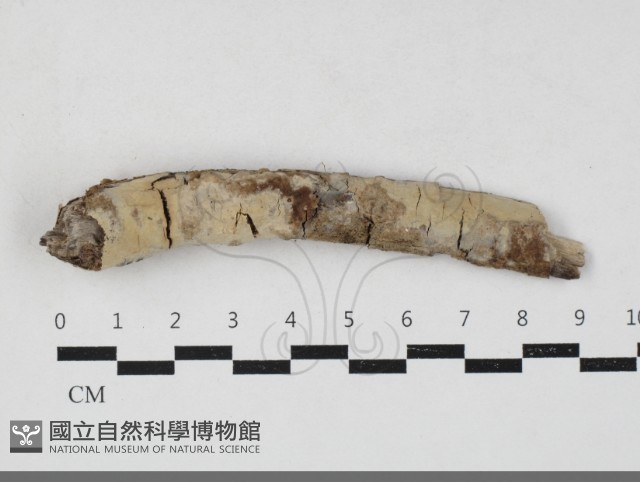 筍殼菌屬藏品圖，第1張