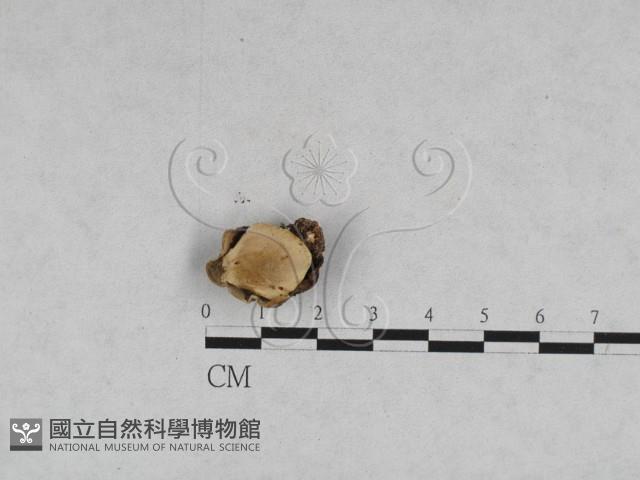 登錄號:F0028502藏品圖，第1張