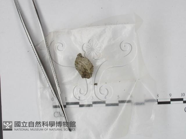 登錄號:F0000502藏品圖，第1張