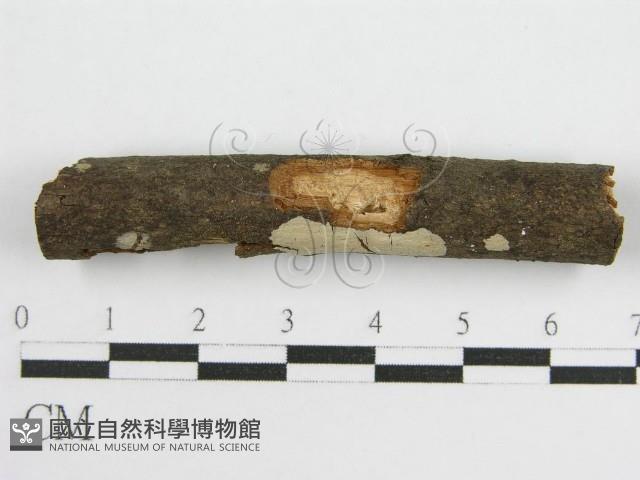 登錄號:F0010502藏品圖，第1張