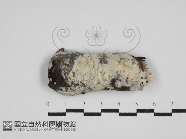 剛毛絲皮菌藏品圖，第1張
