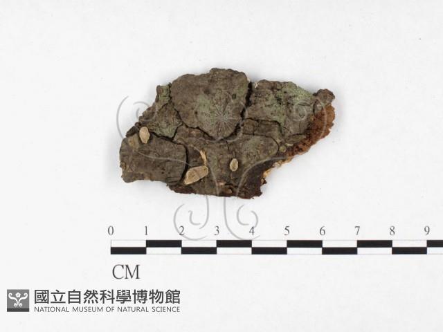 登錄號:F0026502藏品圖，第1張