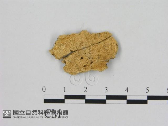 登錄號:F0006502藏品圖，第1張