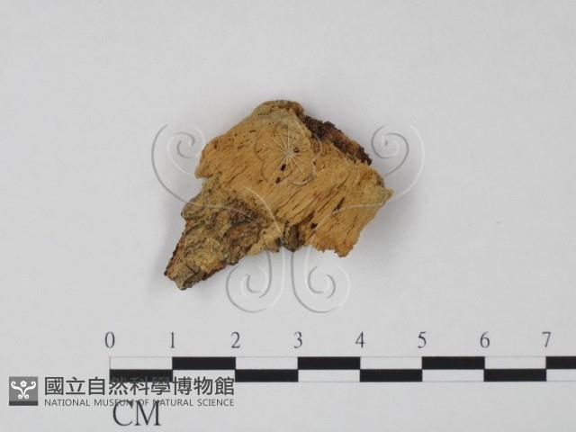 登錄號:F0016502藏品圖，第1張