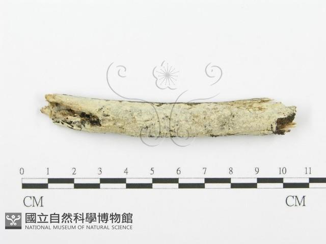 登錄號:F0001502藏品圖，第1張