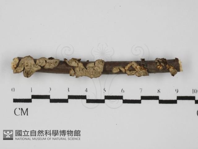 登錄號:F0031502藏品圖，第1張