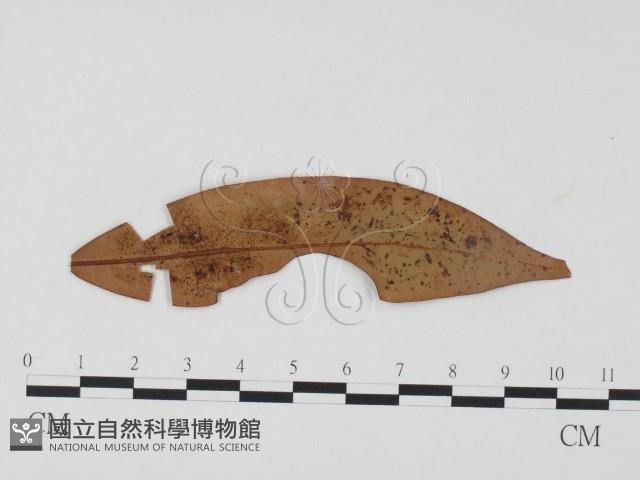 登錄號:F0024502藏品圖，第1張