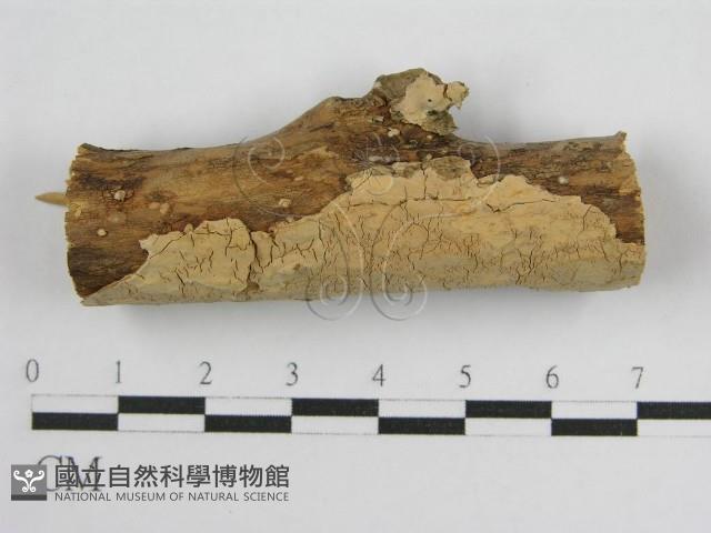 登錄號:F0004502藏品圖，第1張