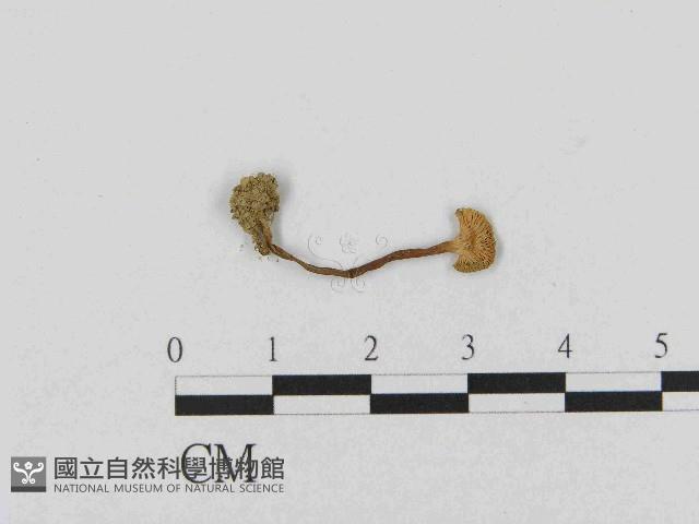 乳菇屬藏品圖，第1張