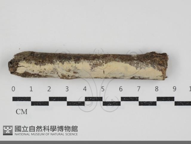 登錄號:F0034502藏品圖，第1張