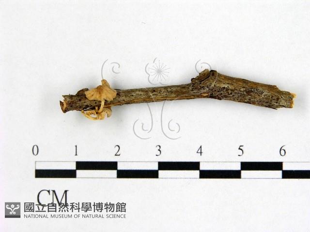 登錄號:F0022502藏品圖，第1張
