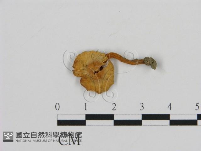 濕傘屬藏品圖，第1張