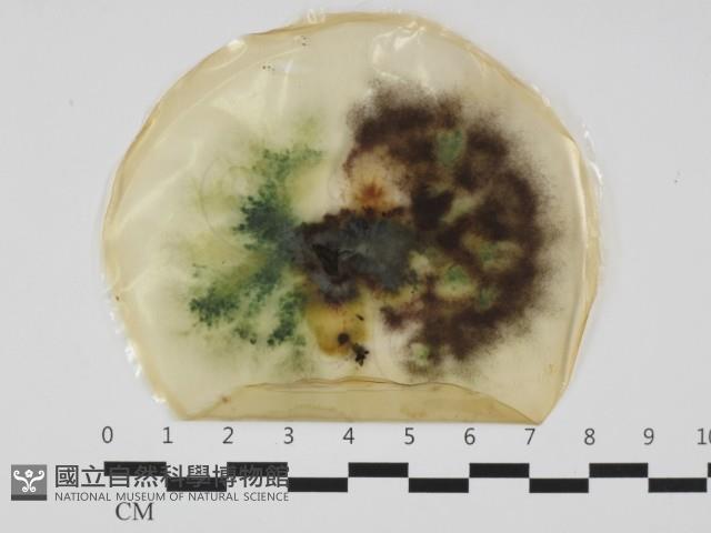 登錄號:F0032502藏品圖，第1張