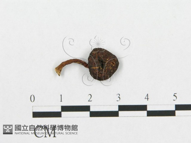 登錄號:F0007502藏品圖，第1張