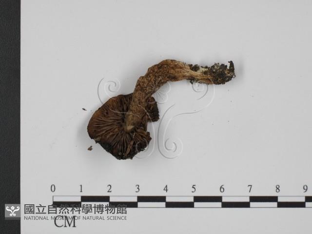 登錄號:F0005502藏品圖，第1張