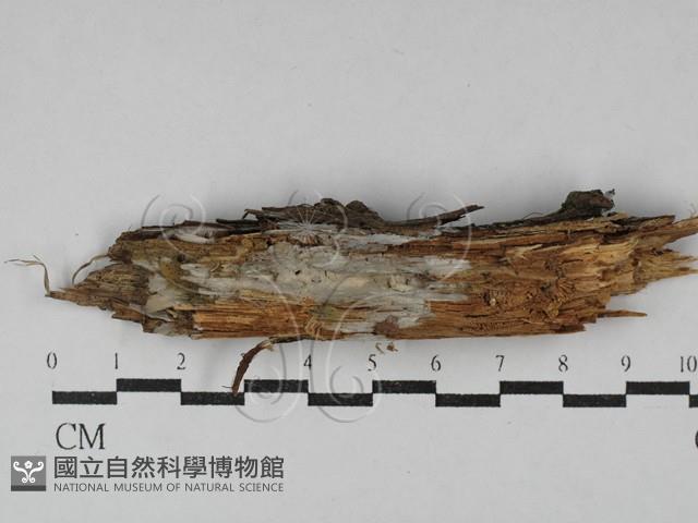 傑克菌屬藏品圖，第1張