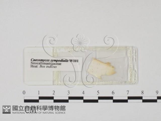 登錄號:F0019502藏品圖，第1張