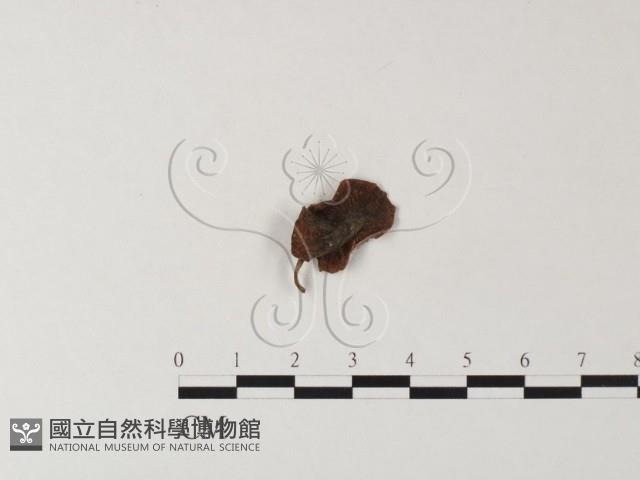登錄號:F0023502藏品圖，第1張