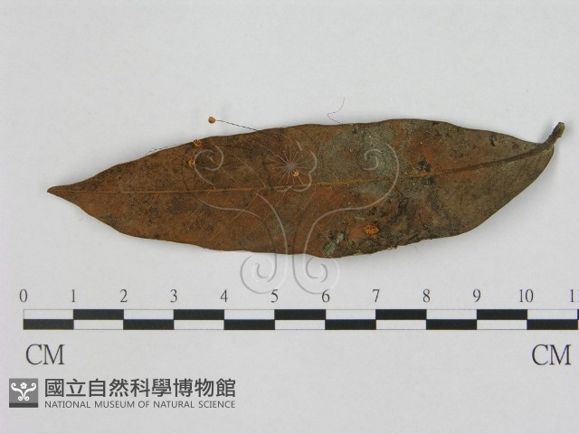 登錄號:F0003502藏品圖，第1張