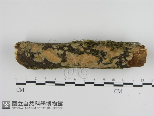 絲皮菌屬藏品圖，第1張