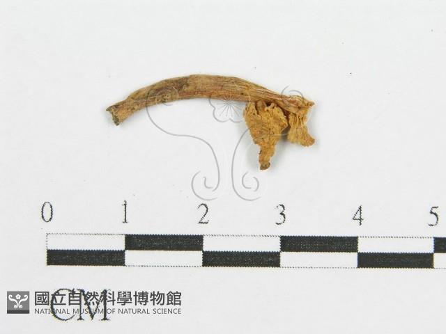 登錄號:F0010102藏品圖，第1張