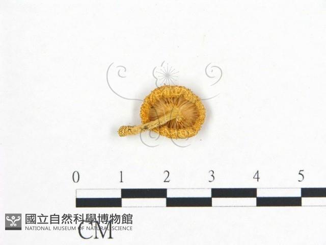 登錄號:F0016102藏品圖，第1張