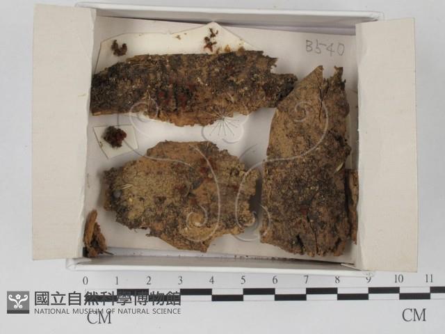 登錄號:F0021102藏品圖，第1張