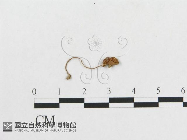 登錄號:F0011102藏品圖，第1張